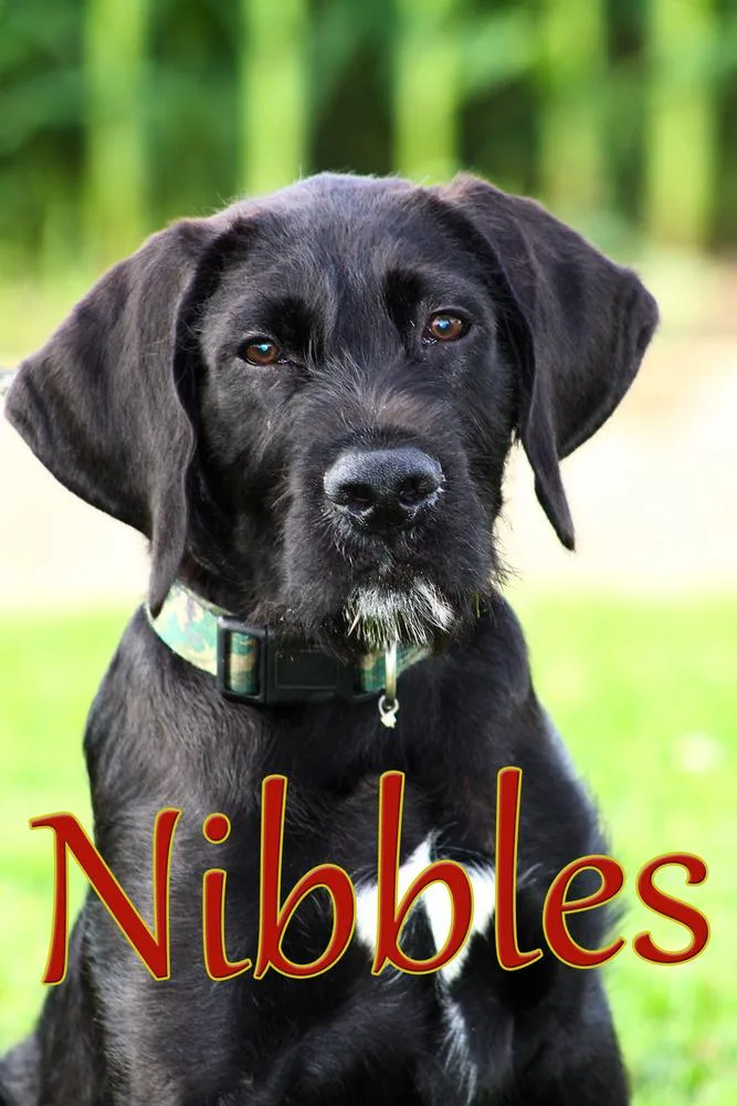 Nibbles