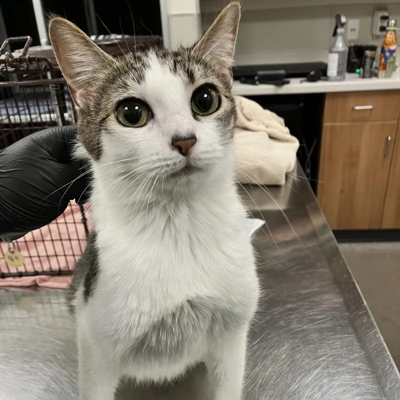 An adult medium-sized female White Domestic Short Hair cat named Heidi for adoption in Las Cruces, NM