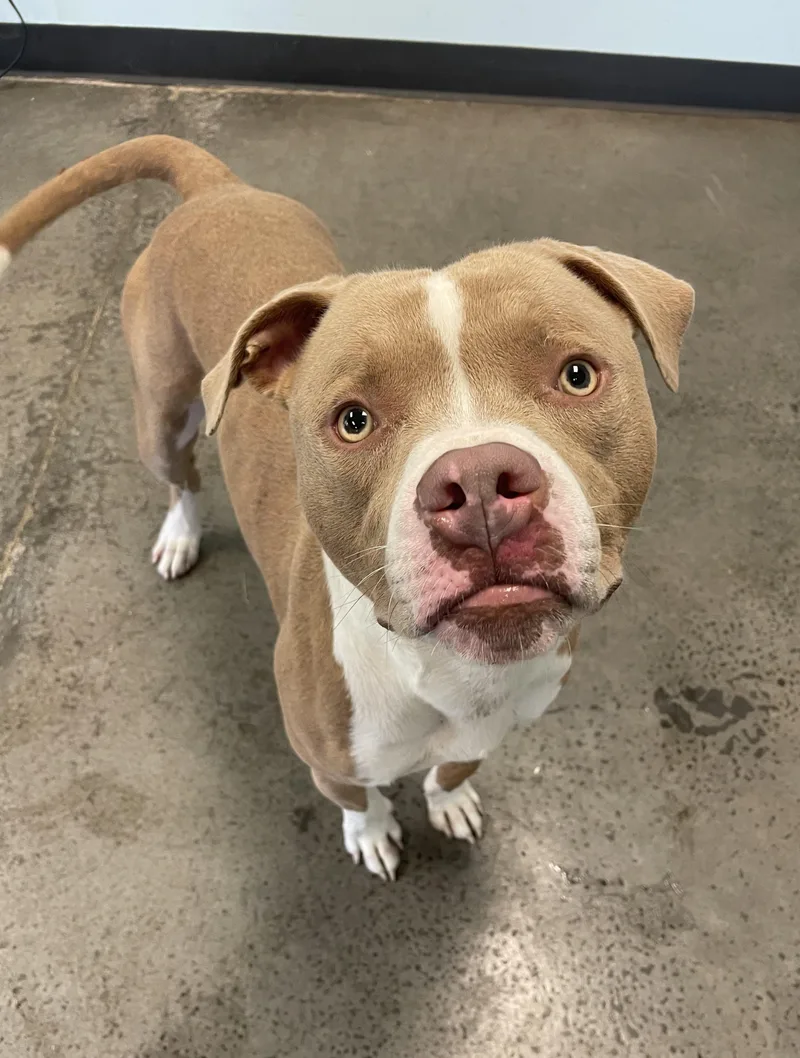 A young medium-sized male Yellow / Tan / Blond / Fawn Mixed Breed dog named Mallard for adoption in Mishawaka, IN