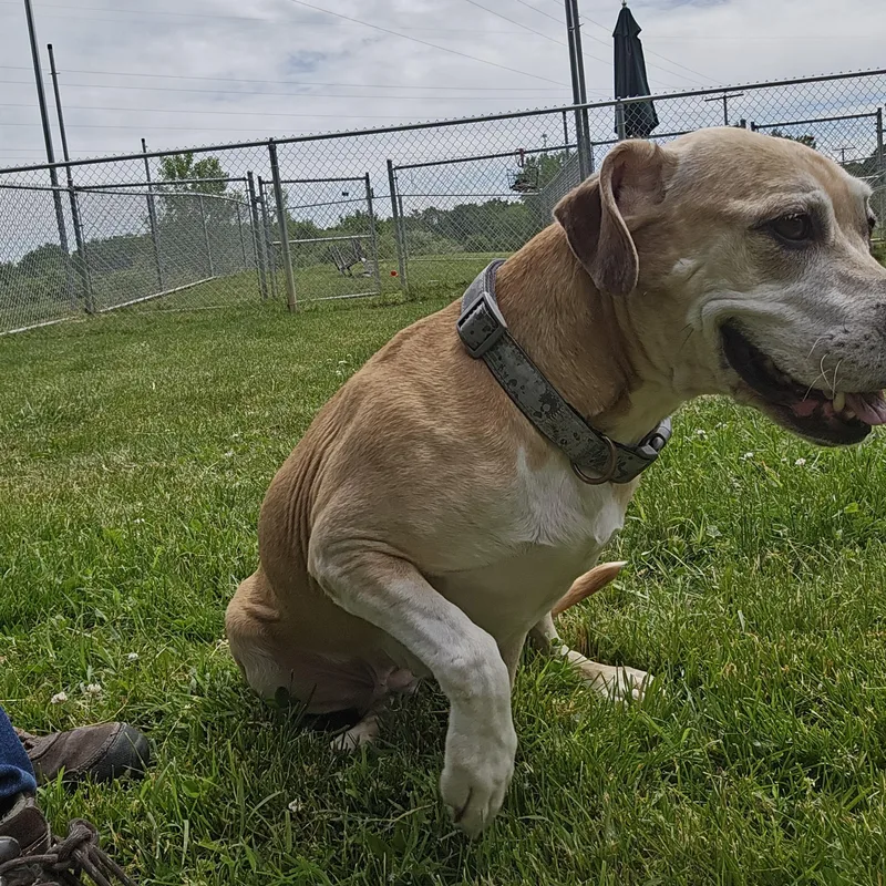 A senior medium-sized female Yellow / Tan / Blond / Fawn Beagle dog named Raven for adoption in Benton Harbor, MI