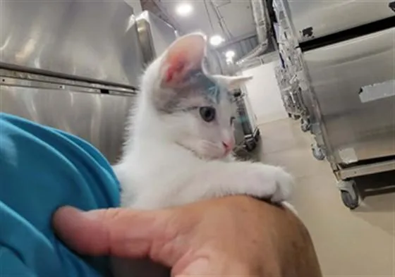 A baby small-sized male Domestic Short Hair cat named Tagalong for adoption in Naples, FL