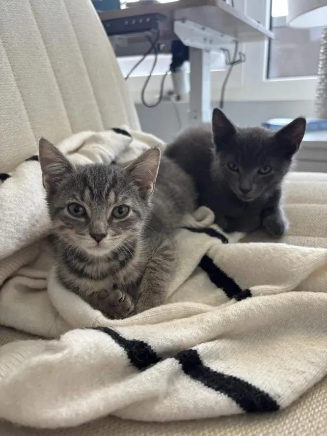 A baby medium-sized female Tabby (Gray / Blue / Silver) Domestic Short Hair cat named Lola for adoption in Weehawken, NJ
