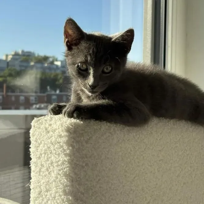 Lola thumbnail 5