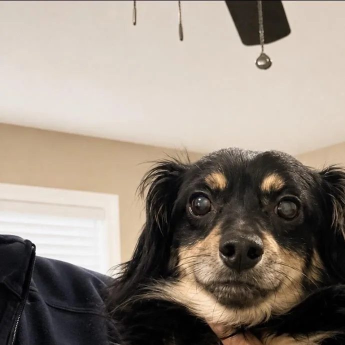 A young small-sized male Bicolor Dachshund (Long Haired) dog named Munchkin little body for adoption in Houston, TX