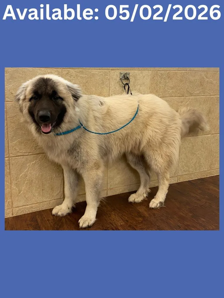 A young extra large-sized male Shepherd dog named Dog Kennel for adoption in Greenville, TX