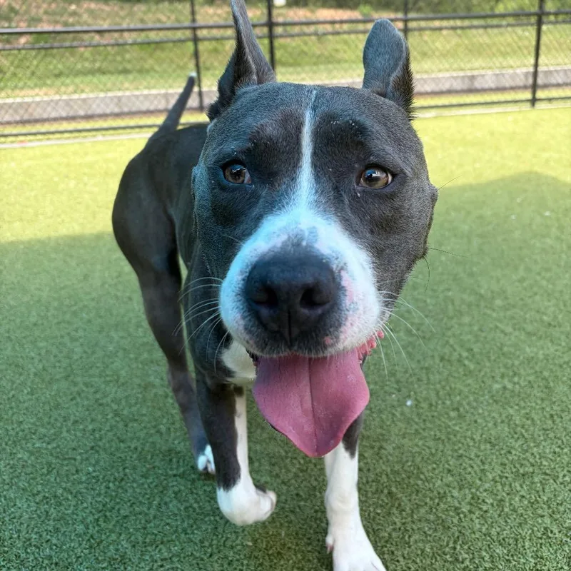 An adult medium-sized male Gray / Blue / Silver Pit Bull Terrier dog named Apple for adoption in Greensboro, NC