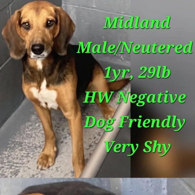 A young medium-sized male Brown / Chocolate Beagle dog named Midland for adoption in LOXAHATCHEE, FL