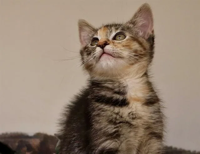 Clementine