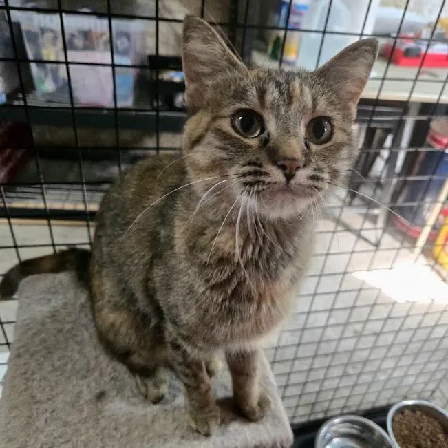 A young small-sized female Torbie Domestic Short Hair cat named Furiosa for adoption in Sioux Falls, SD