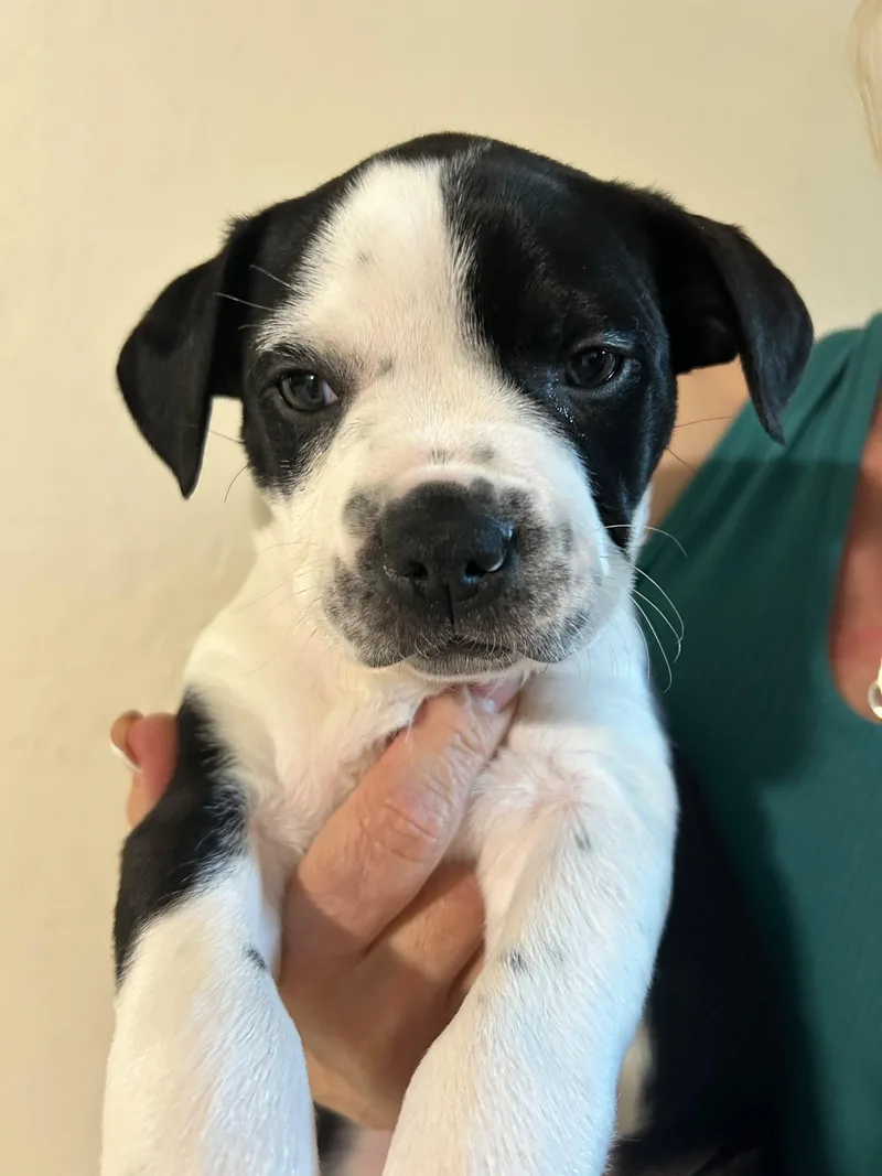 A baby small-sized male Australian Cattle Dog / Blue Heeler dog named Dice for adoption in Discovery Bay, CA