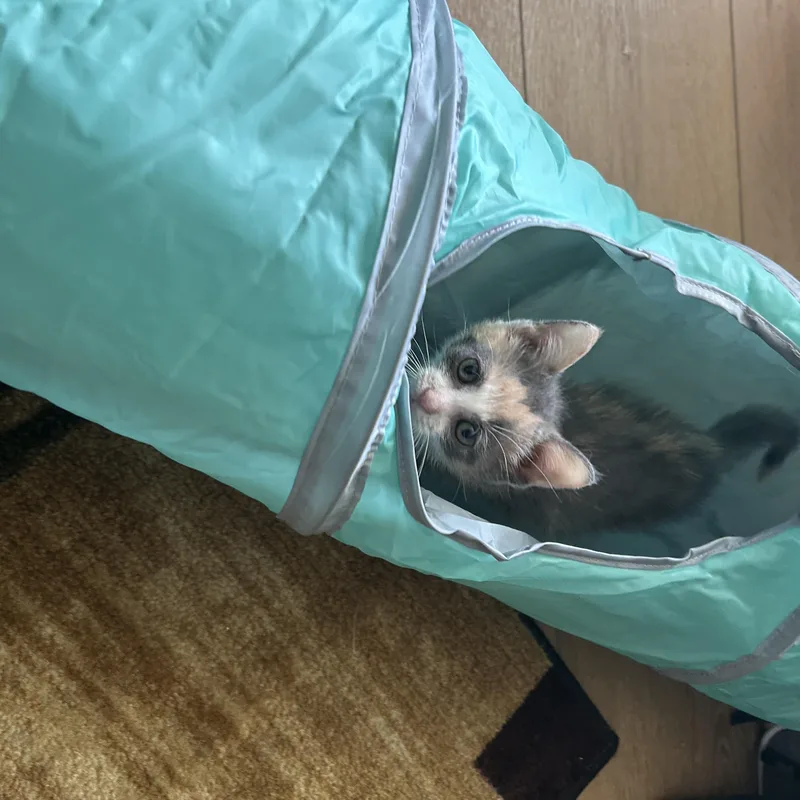 A baby small-sized female Dilute Calico Domestic Short Hair cat named Audra Best Friends With for adoption in West Jefferson, OH