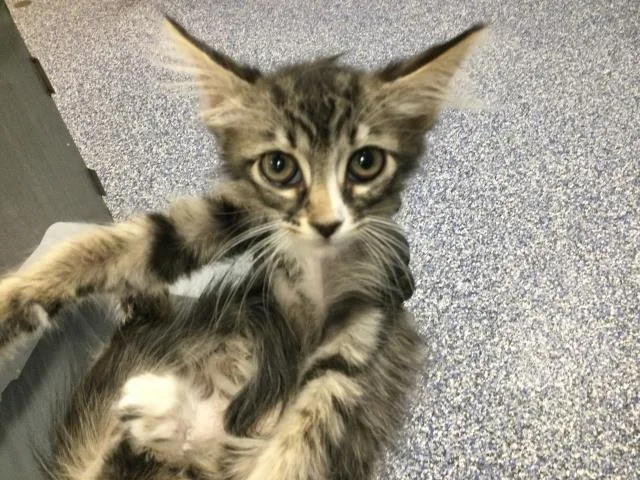 A baby small-sized female Domestic Long Hair cat named Athena for adoption in Thousand Palms, CA