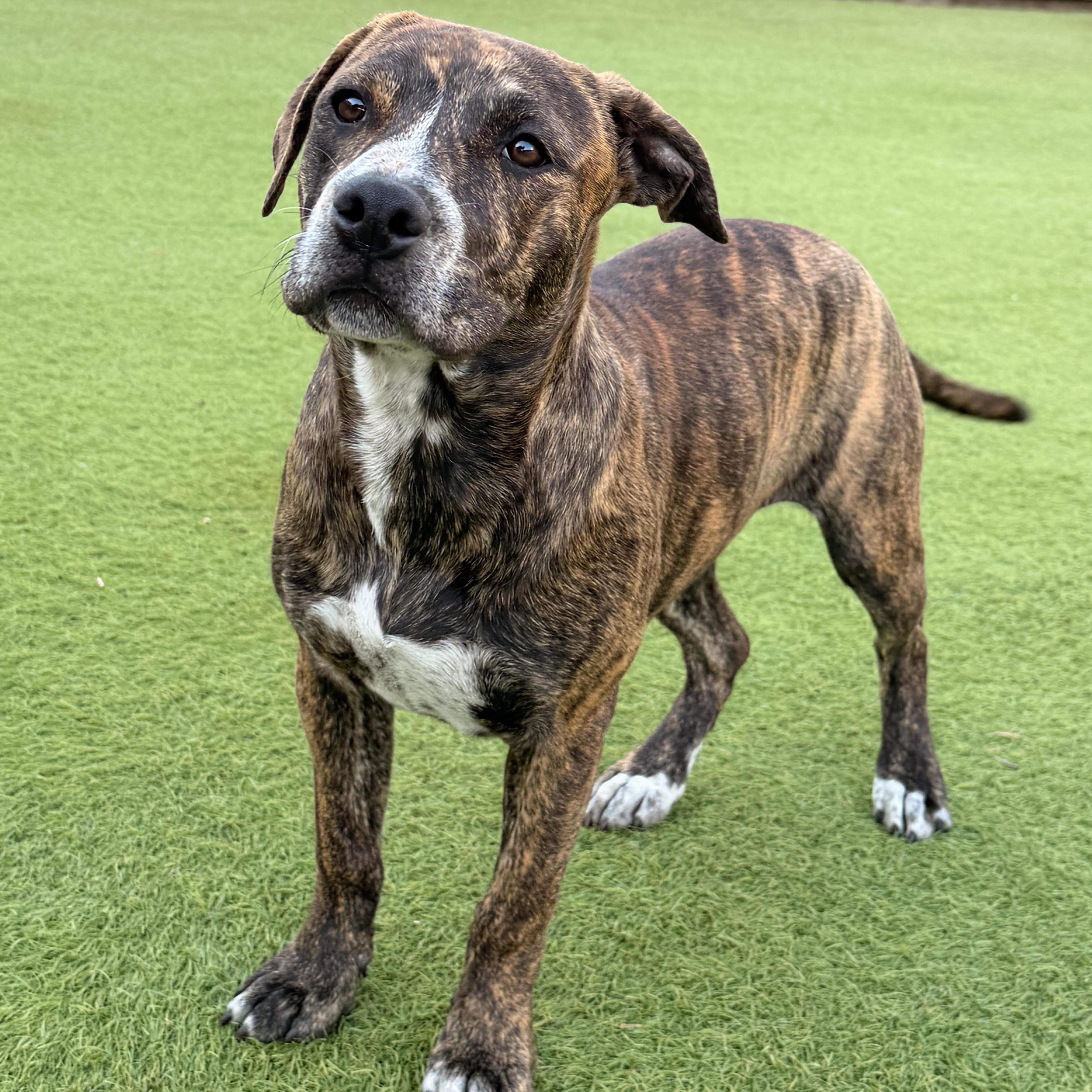 A young medium-sized female American Staffordshire Terrier dog named Jenna for adoption in Sugar Land, TX