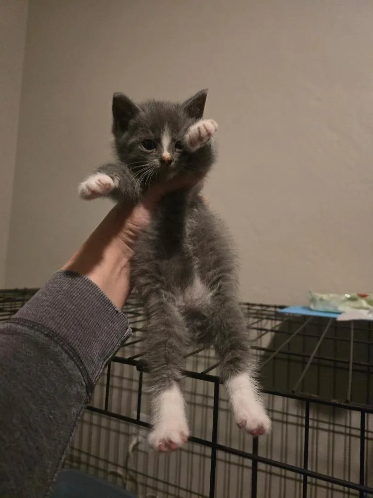 A baby small-sized male Domestic Short Hair cat named Lance for adoption in Brookings, OR