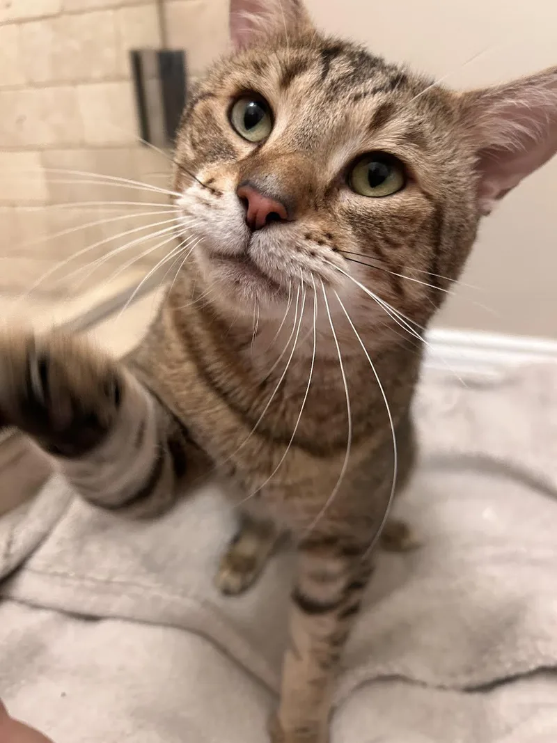 A young medium-sized male Domestic Short Hair cat named French Toast for adoption in Long Beach, NY