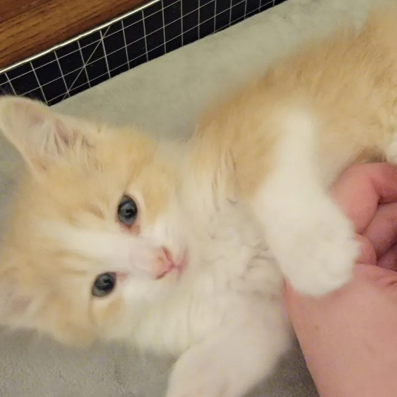 Mango thumbnail 2