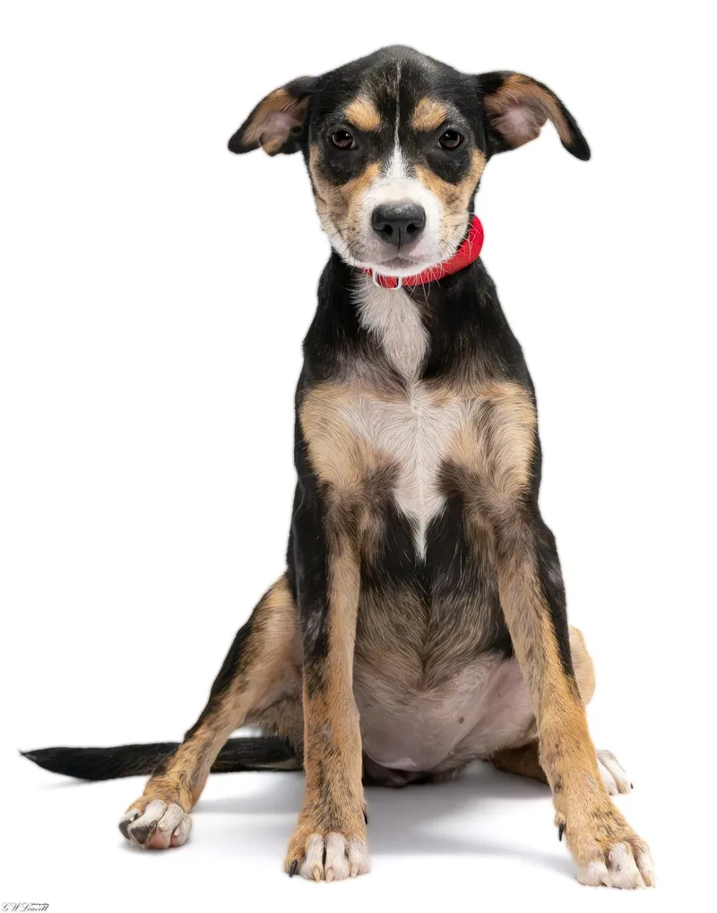 A baby medium-sized female Tricolor (Brown, Black, & White) Mixed Breed dog named Minnow for adoption in BONIFAY, FL