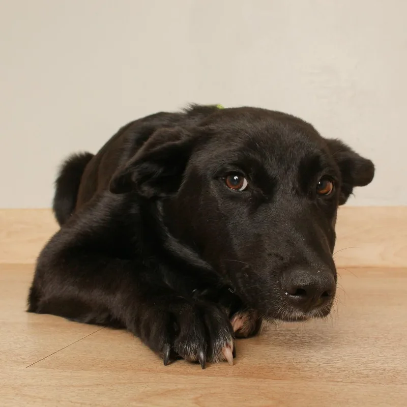 A baby large-sized male Dutch Shepherd dog named Hilo D for adoption in Minnetonka, MN
