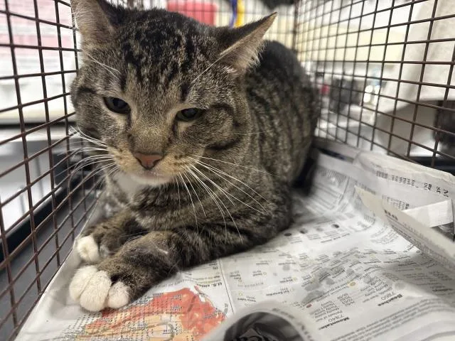 A young medium-sized male Domestic Short Hair cat named Lou for adoption in Chatsworth, CA