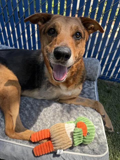 An adult medium-sized male Shepherd dog named Lobo for adoption in Chula Vista, CA