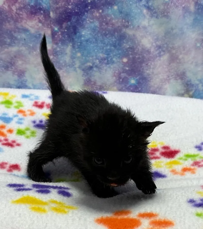A baby small-sized male Domestic Short Hair cat named Isaac for adoption in Washington Court House, OH