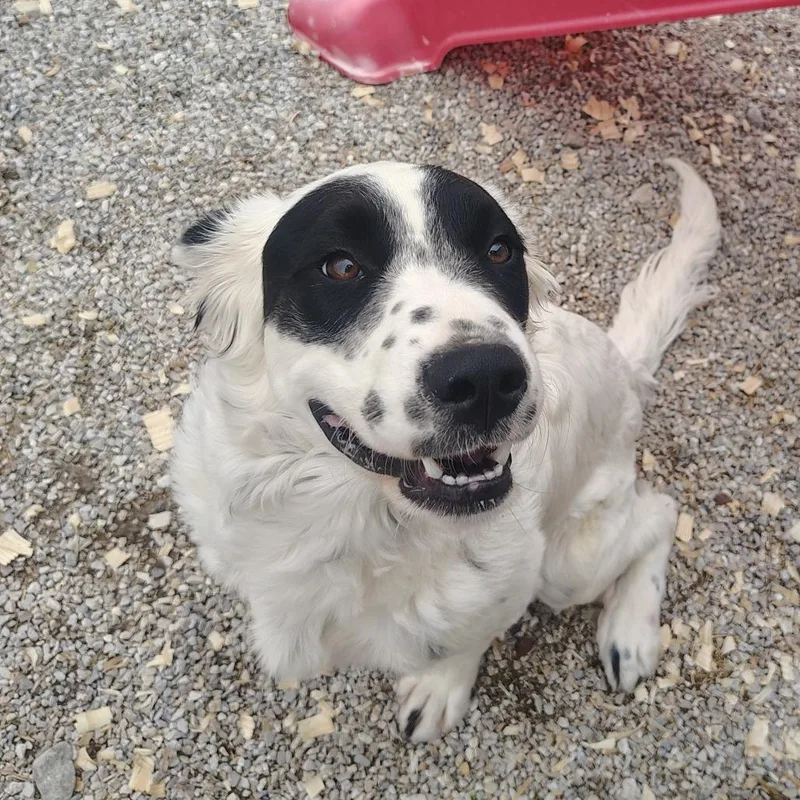 A young medium-sized male White / Cream Great Pyrenees dog named Yang for adoption in Springtown, TX