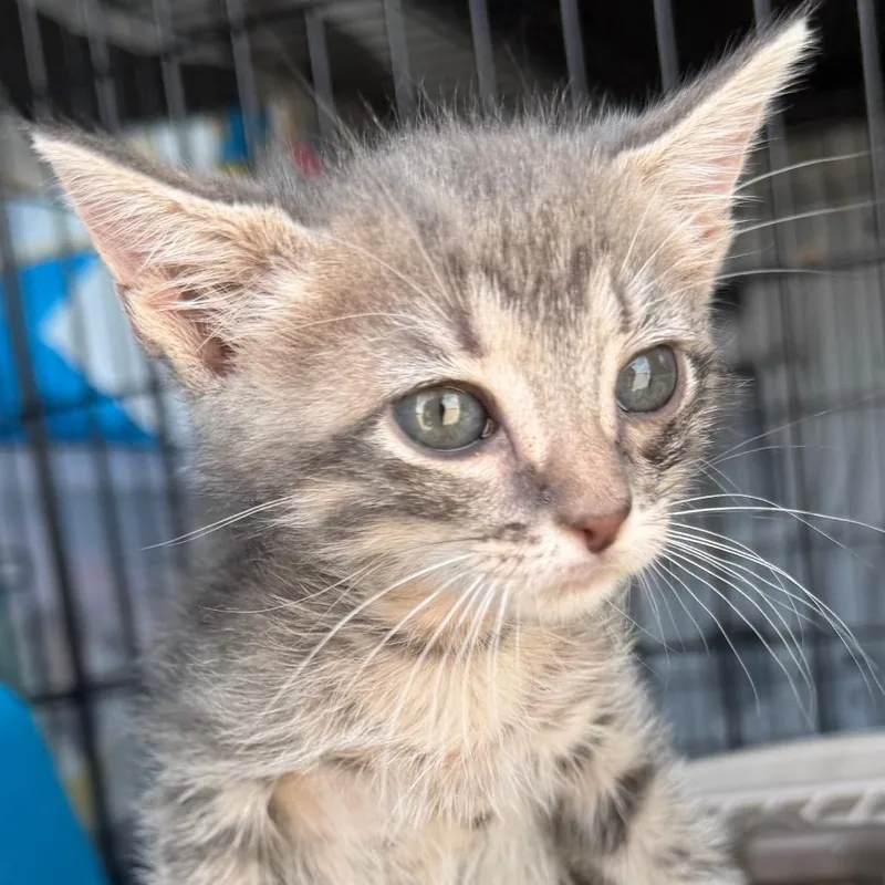 A baby small-sized female Gray / Blue / Silver Domestic Short Hair cat named Tami for adoption in Midland, TX