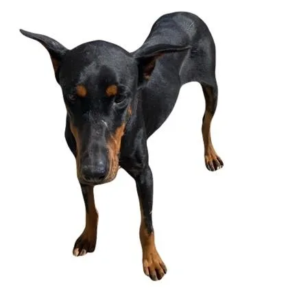 An adult medium-sized female Doberman Pinscher dog named America for adoption in Red Bluff, CA