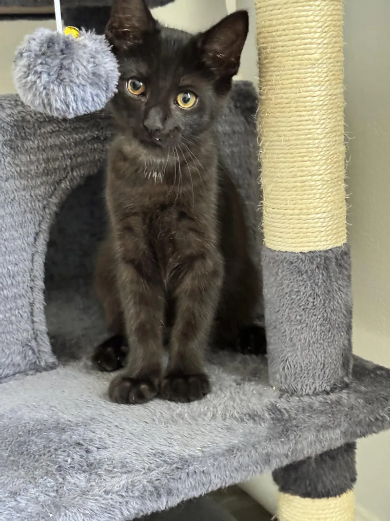 A baby medium-sized male Black Domestic Short Hair cat named Jesse for adoption in Georgetown, KY