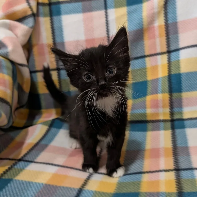 A baby medium-sized female Black & White / Tuxedo Domestic Short Hair cat named Vera Wang for adoption in Davison, MI