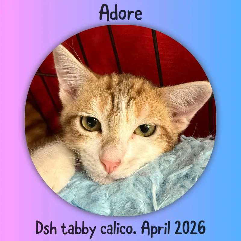 Adore