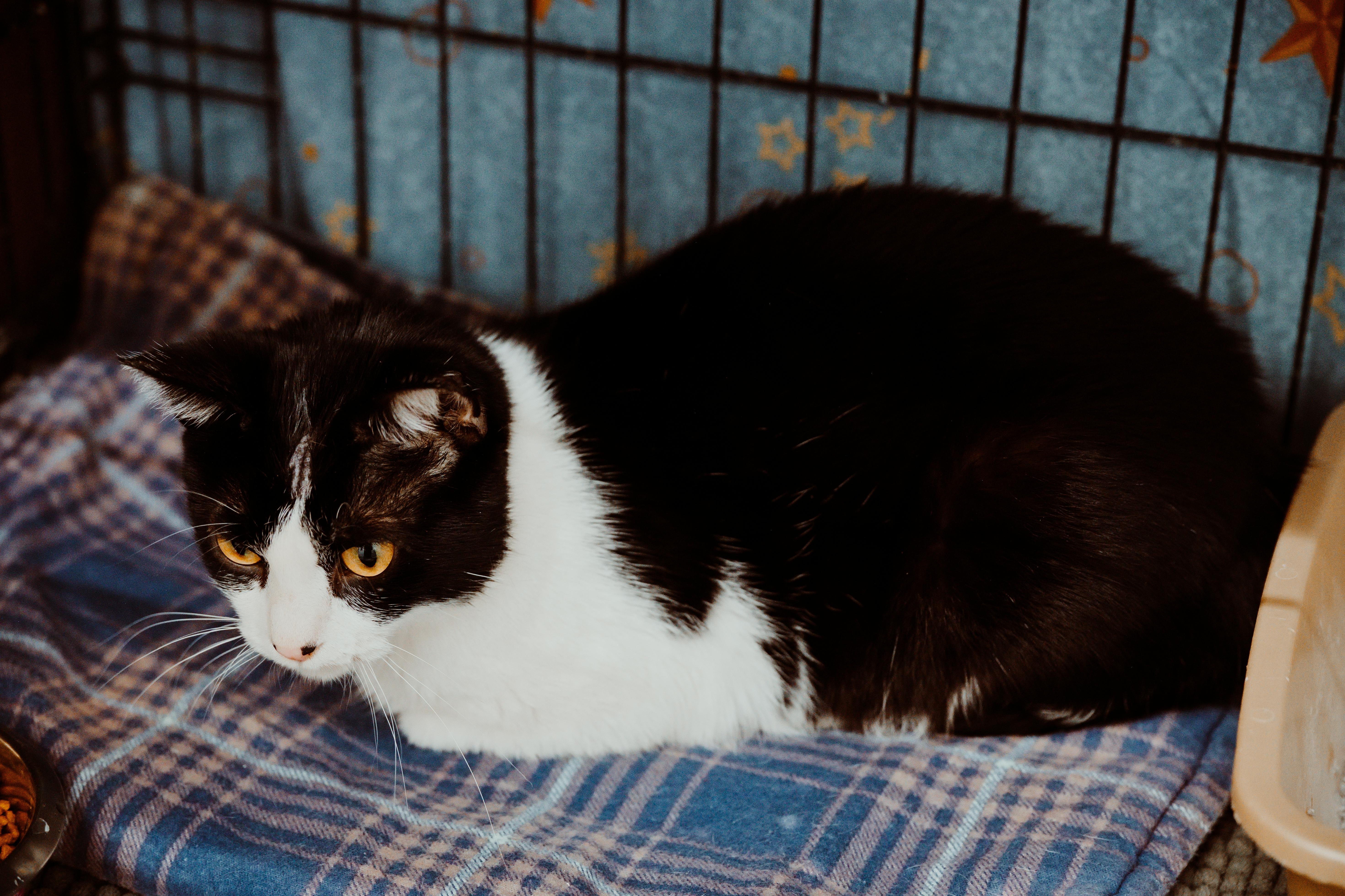 A young medium-sized female Black & White / Tuxedo Domestic Short Hair cat named Stinker for adoption in Le Mars, IA