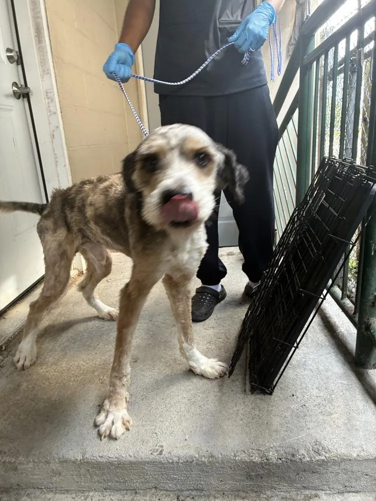 A young large-sized male Labradoodle dog named Kazooie for adoption in Marietta, GA