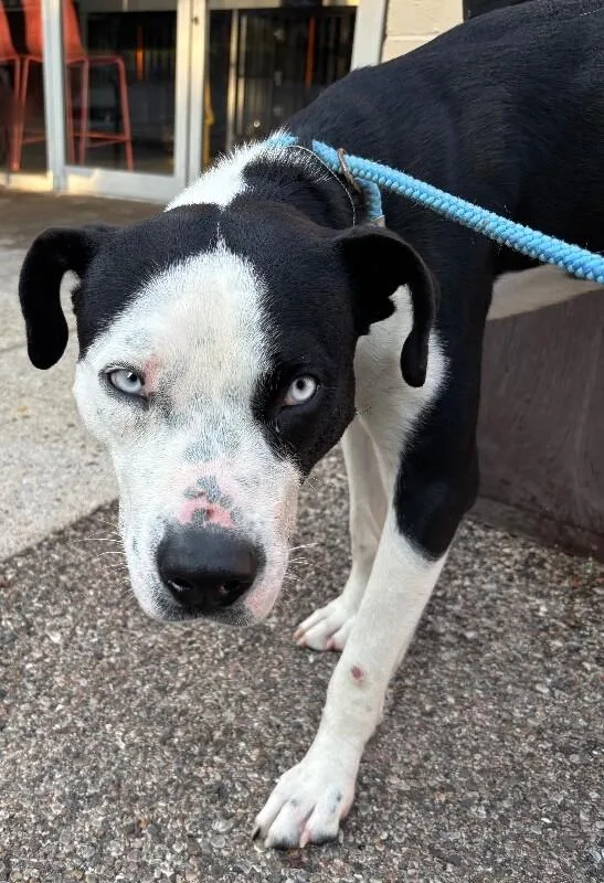 An adult large-sized male Black Mixed Breed dog named Bayside Breeze for adoption in Cincinnati, OH