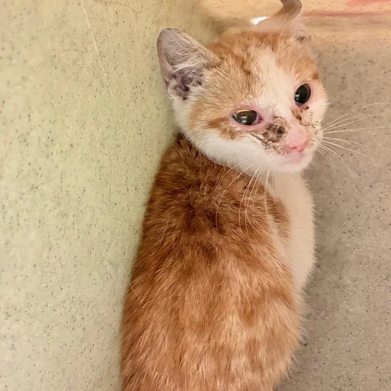 A baby small-sized male White Domestic Short Hair cat named Pongo for adoption in Philadelphia, PA