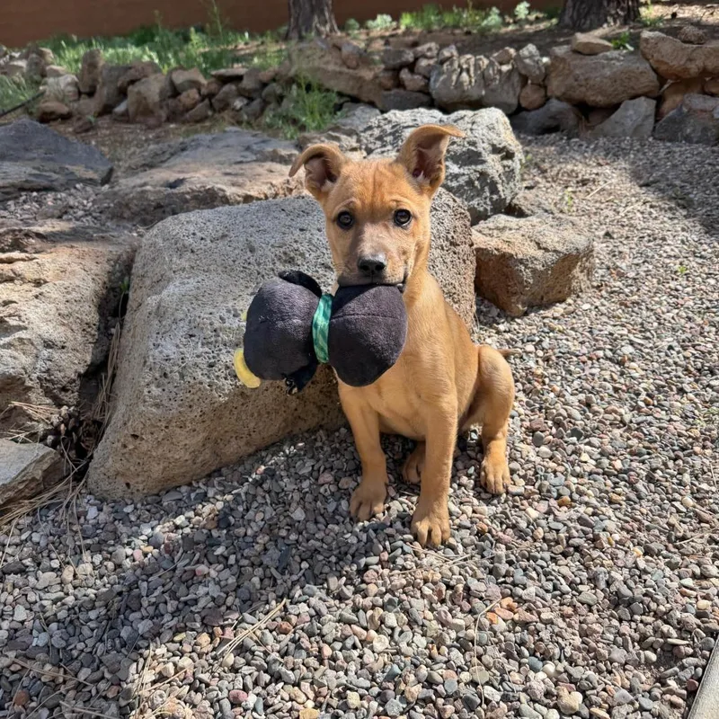A baby small-sized female Brown / Chocolate Cattle Dog dog named Vinyl for adoption in Flagstaff, AZ