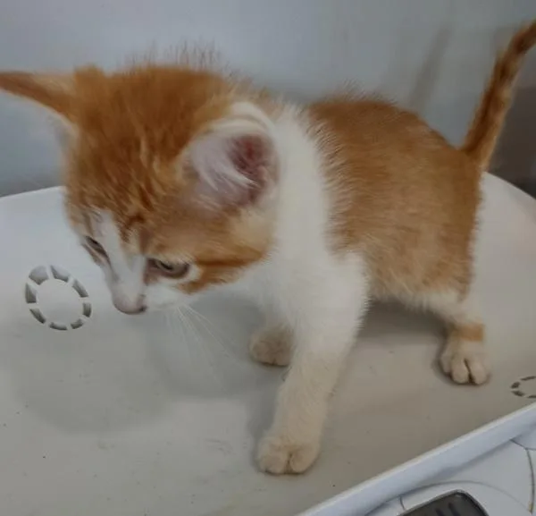A baby small-sized male Domestic Medium Hair cat named Pawltergeist for adoption in Cleveland, TN