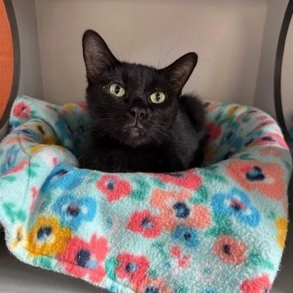 Sabrina