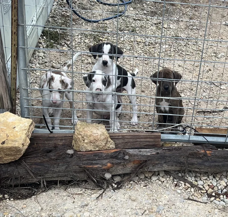 A baby medium-sized female Catahoula Leopard Dog dog named Catahoula pups for adoption in canyon lake, TX