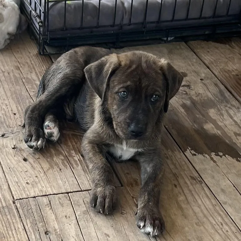 Catahoula pups thumbnail 2