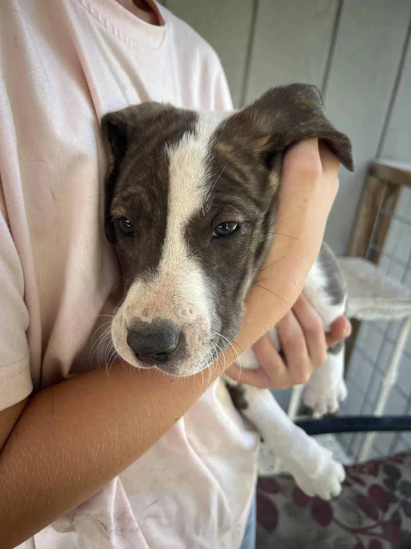 Catahoula pups thumbnail 3