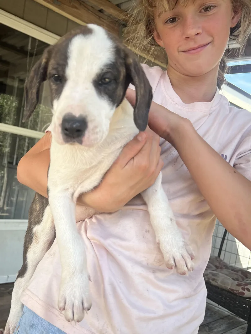 Catahoula pups thumbnail 4