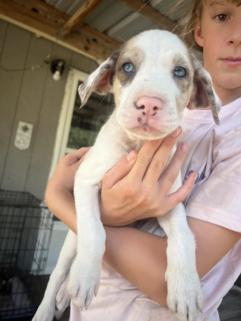 Catahoula pups thumbnail 5