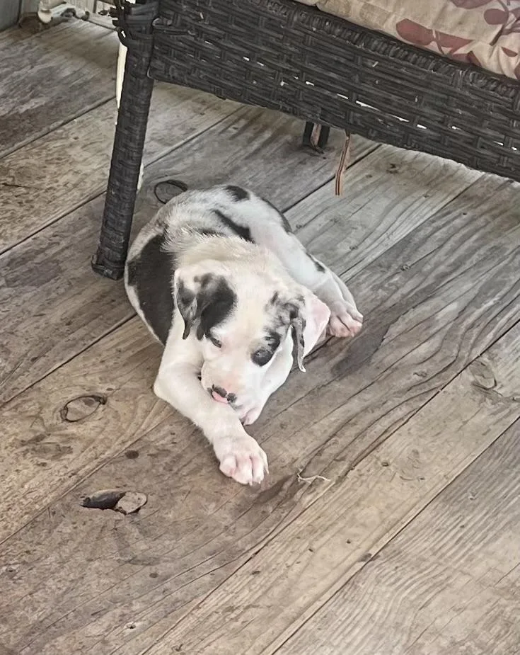 Catahoula pups thumbnail 6