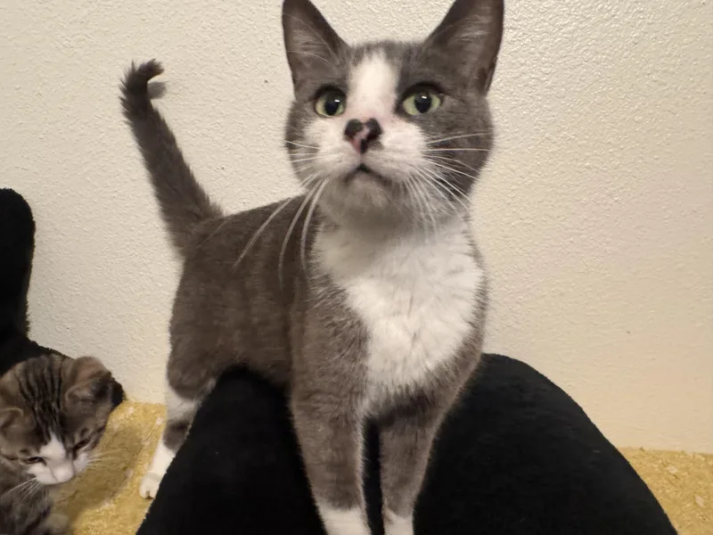 An adult large-sized female Domestic Short Hair cat named Jellybean for adoption in South Pasadena, CA