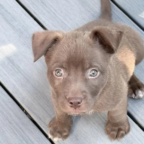 Yogi thumbnail 3