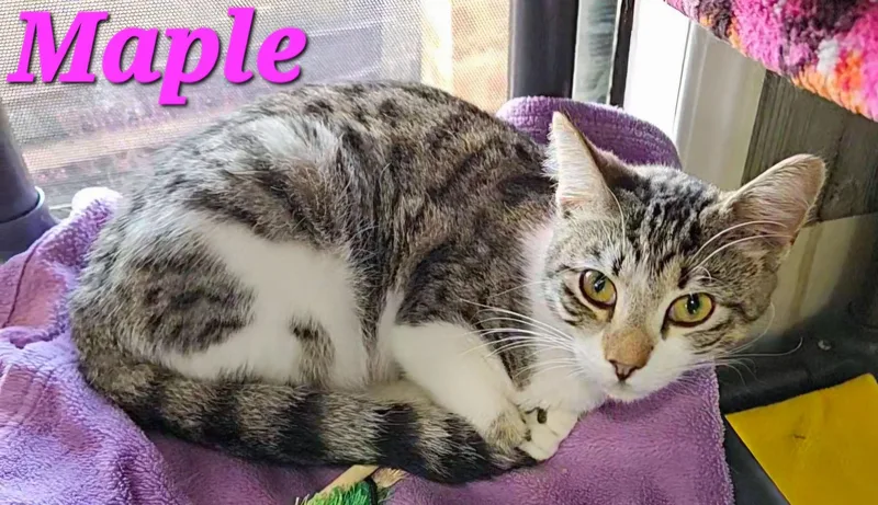 An adult medium-sized female Domestic Short Hair cat named Maple for adoption in Macon, GA