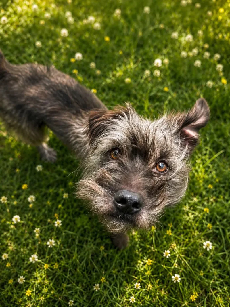 An adult small-sized male Gray / Blue / Silver Terrier dog named Charlie for adoption in Myakka City, FL