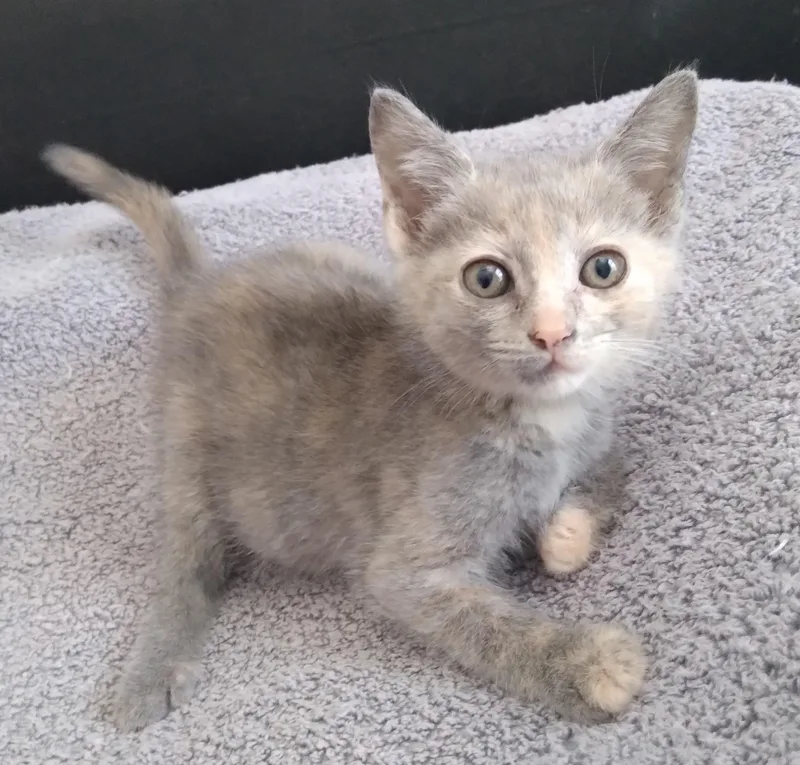 A baby small-sized female Dilute Tortoiseshell cat named Georgia Peach for adoption in Nashville, TN