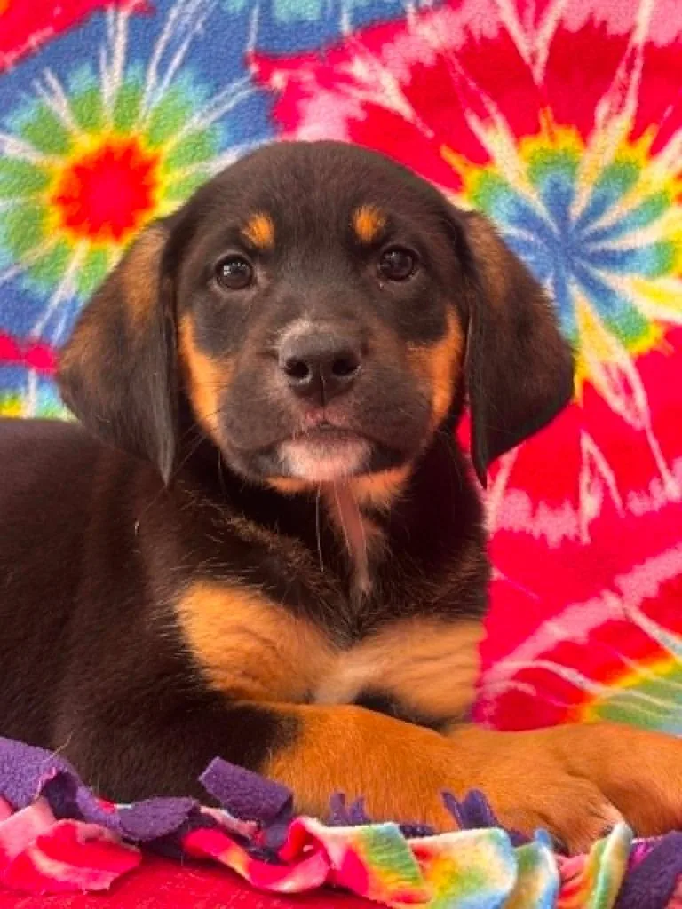 A baby small-sized male Labrador Retriever dog named Fillip for adoption in Warrenton, NC